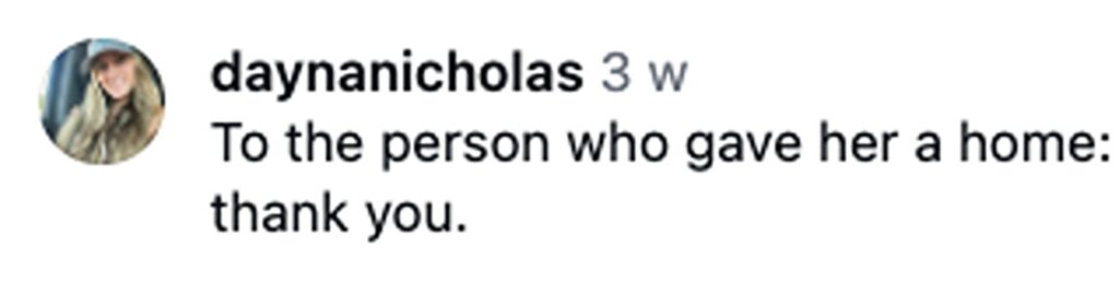 After 800 days overlooked in a shelter, sweet pit bull mix Cali finally finds her forever home, leaving staff in tears as she begins a new life filled with love