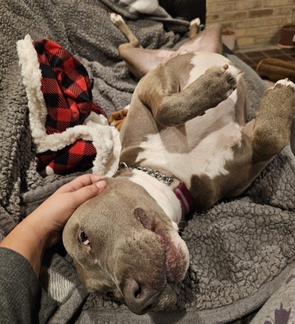 After 800 days overlooked in a shelter, sweet pit bull mix Cali finally finds her forever home, leaving staff in tears as she begins a new life filled with love