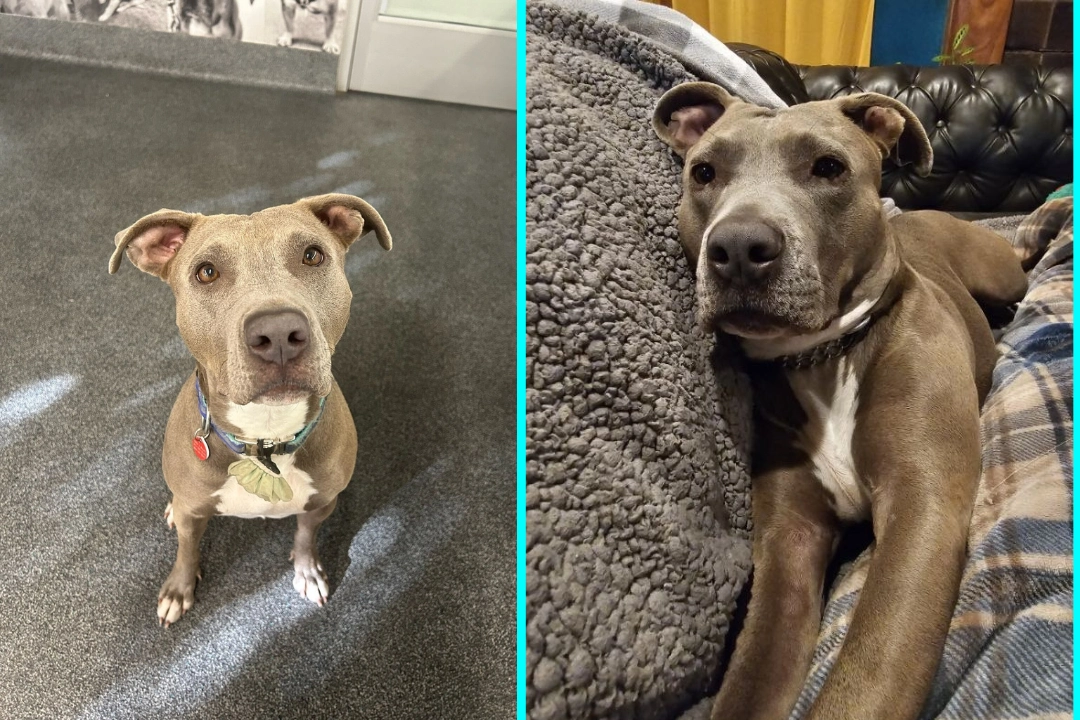 After 800 days overlooked in a shelter, sweet pit bull mix Cali finally finds her forever home, leaving staff in tears as she begins a new life filled with love