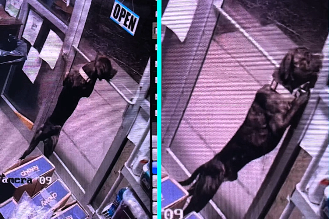 Shelter dog Dawson escapes by unlocking two doors himself - desperate search underway for smart mixed-breed in West Virginia. Incredible footage shows clever escape.