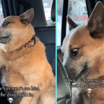 Blissed-out dog Combat leaves viewers howling with laughter after sedated vet visit. The 10-year-old red heeler's hilarious video racks up 5.7 million views.