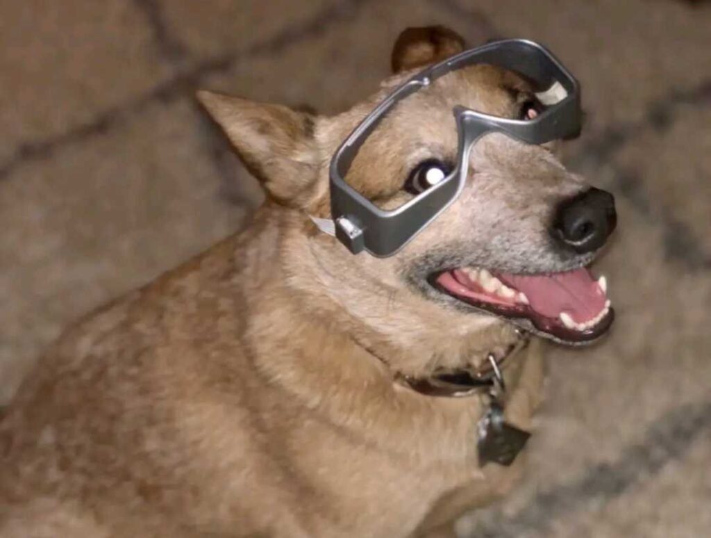 Blissed-out dog Combat leaves viewers howling with laughter after sedated vet visit. The 10-year-old red heeler's hilarious video racks up 5.7 million views.