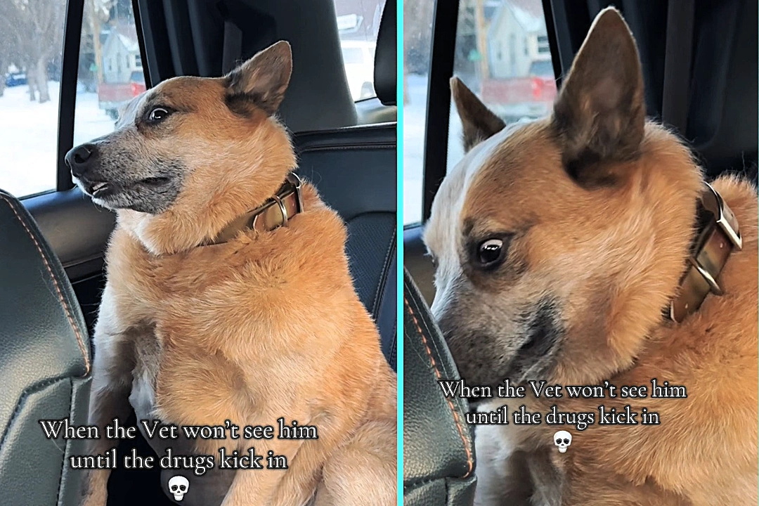 Blissed-out dog Combat leaves viewers howling with laughter after sedated vet visit. The 10-year-old red heeler's hilarious video racks up 5.7 million views.