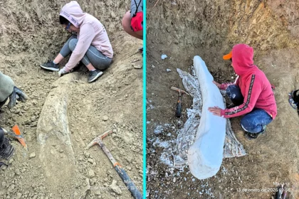 Massive 1.5m mastodon tusk over 100,000 years old discovered buried in Argentina nature reserve. Extinct notiomastodon platensis went extinct 10,000 years ago.