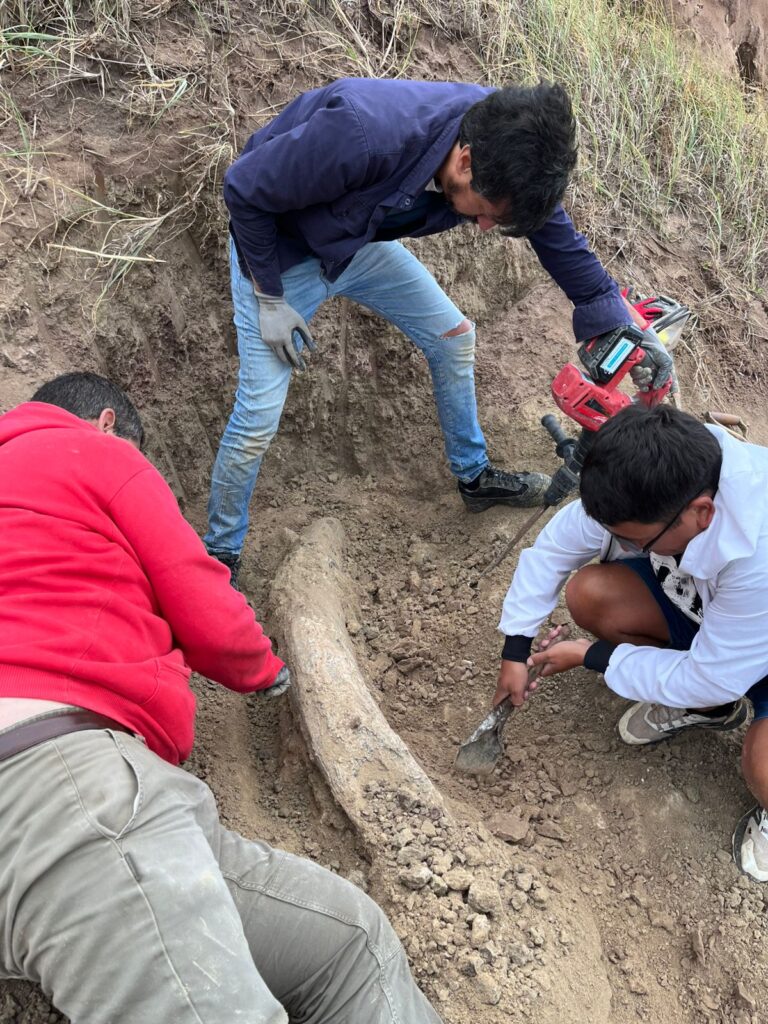 Massive 1.5m mastodon tusk over 100,000 years old discovered buried in Argentina nature reserve. Extinct notiomastodon platensis went extinct 10,000 years ago.