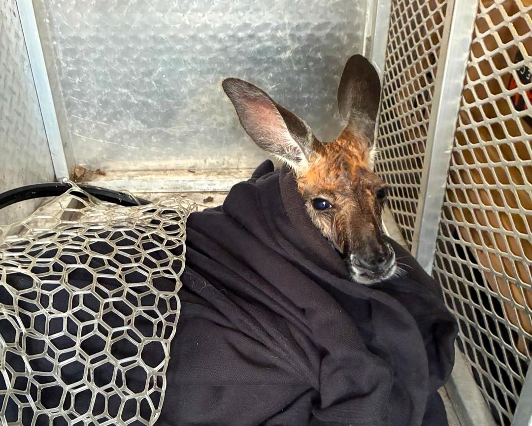 Escaped wallaby rescued from swimming pool in South Carolina - police fish out hopping marsupial after backyard chase, lives with neighbor's kangaroo and two wallabies.