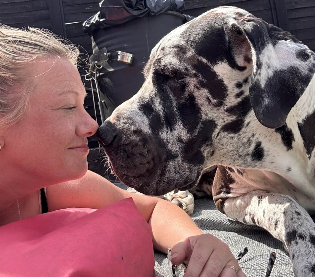 Gigantic Great Dane Elvis weighs 11 stone, stands 6ft 2in tall and is often mistaken for a horse by passers-by - but the gentle giant still thinks he's a lap dog.