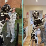Gigantic Great Dane Elvis weighs 11 stone, stands 6ft 2in tall and is often mistaken for a horse by passers-by - but the gentle giant still thinks he's a lap dog.