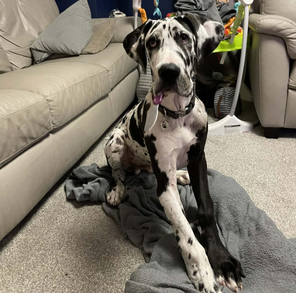 Gigantic Great Dane Elvis weighs 11 stone, stands 6ft 2in tall and is often mistaken for a horse by passers-by - but the gentle giant still thinks he's a lap dog.