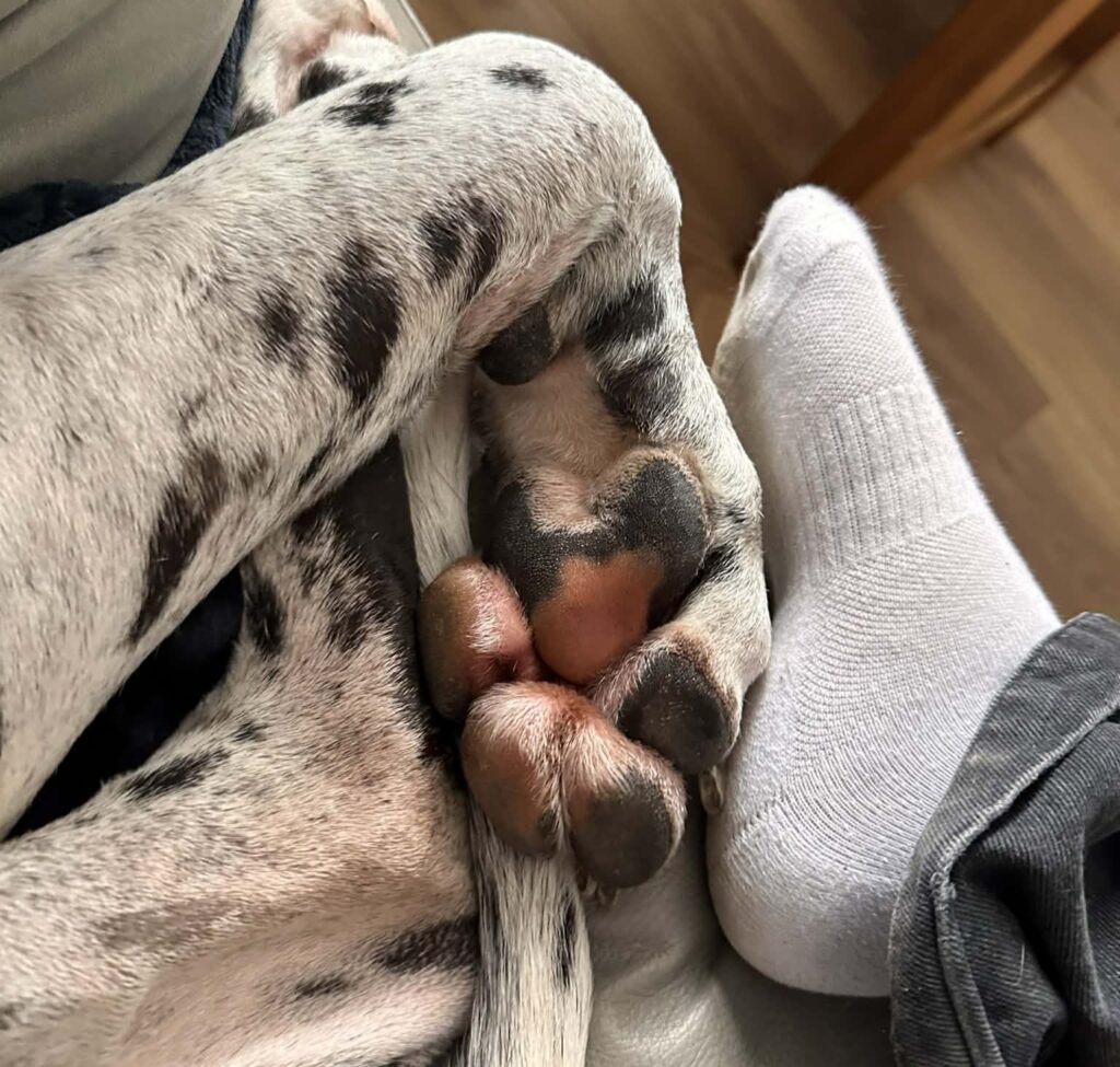 Gigantic Great Dane Elvis weighs 11 stone, stands 6ft 2in tall and is often mistaken for a horse by passers-by - but the gentle giant still thinks he's a lap dog.