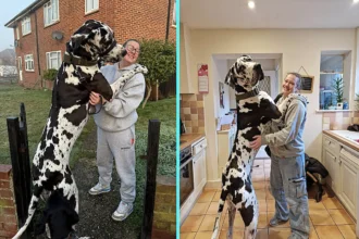 Gigantic Great Dane Elvis weighs 11 stone, stands 6ft 2in tall and is often mistaken for a horse by passers-by - but the gentle giant still thinks he's a lap dog.