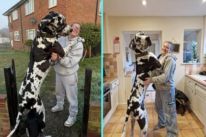 Gigantic Great Dane Elvis weighs 11 stone, stands 6ft 2in tall and is often mistaken for a horse by passers-by - but the gentle giant still thinks he's a lap dog.