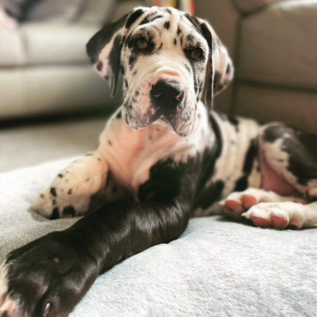 Gigantic Great Dane Elvis weighs 11 stone, stands 6ft 2in tall and is often mistaken for a horse by passers-by - but the gentle giant still thinks he's a lap dog.