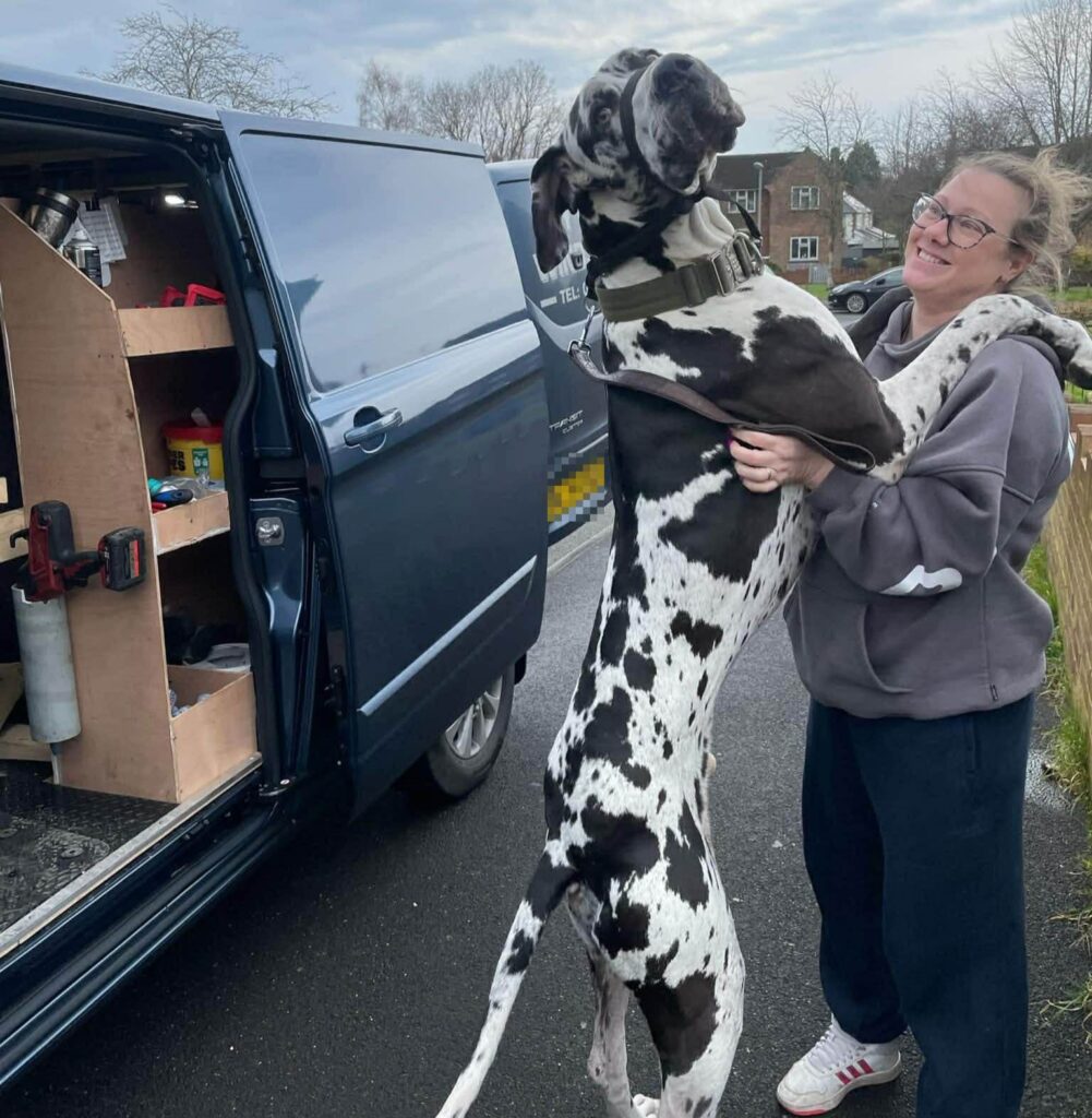 Gigantic Great Dane Elvis weighs 11 stone, stands 6ft 2in tall and is often mistaken for a horse by passers-by - but the gentle giant still thinks he's a lap dog.