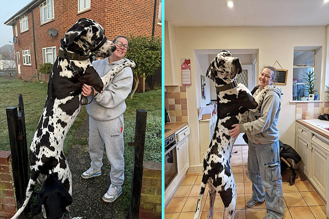 Gigantic Great Dane Elvis weighs 11 stone, stands 6ft 2in tall and is often mistaken for a horse by passers-by - but the gentle giant still thinks he's a lap dog.