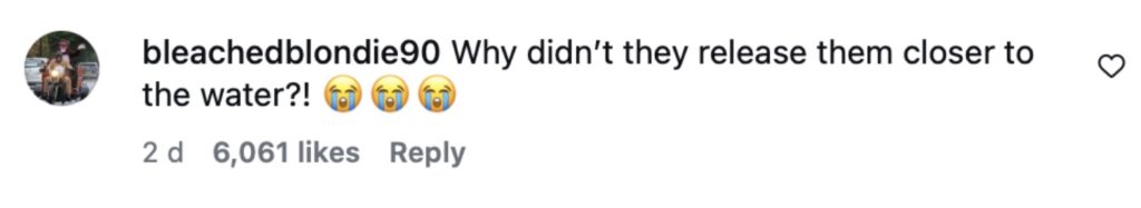 Social media comment on the post of Gogglebox star Joe Baggs left traumatised after seagulls swoop and eat baby turtles during beach release in Mexico - distressing video goes viral with 1.9M views.