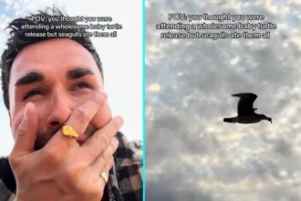 Gogglebox star Joe Baggs left traumatised after seagulls swoop and eat baby turtles during beach release in Mexico - distressing video goes viral with 1.9M views.