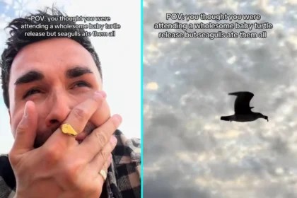 Gogglebox star Joe Baggs left traumatised after seagulls swoop and eat baby turtles during beach release in Mexico - distressing video goes viral with 1.9M views.