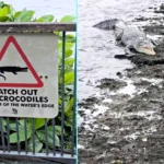 10ft crocodile spotted basking next to Watch out for crocodiles warning sign - hilarious moment captured in Singapore wetland reserve by photographer.