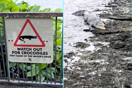 10ft crocodile spotted basking next to Watch out for crocodiles warning sign - hilarious moment captured in Singapore wetland reserve by photographer.