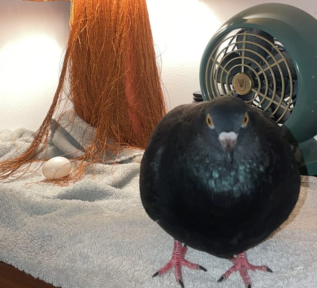 Woman carries pet pigeon Pidge in handbag and feels like proud mum when spotted. Abby Jardine, 28, takes her feathered friend on errands, to meet friends and parks.