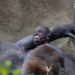 3-month-old baby gorilla Mboka Jo already walking, climbing and eating corn at Cincinnati Zoo - first baby for mother Gladys, viral video reaches 71,000 views.