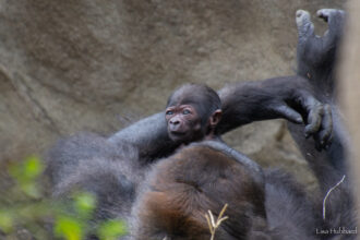 3-month-old baby gorilla Mboka Jo already walking, climbing and eating corn at Cincinnati Zoo - first baby for mother Gladys, viral video reaches 71,000 views.