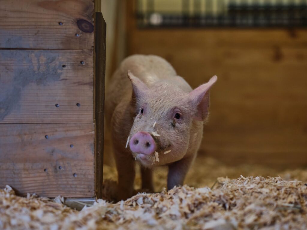 San Francisco startup Mission Barns creates real bacon from pig cells grown in lab cultivators using samples from Dawn, a pig living freely at an animal sanctuary.