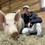 San Francisco startup Mission Barns creates real bacon from pig cells grown in lab cultivators using samples from Dawn, a pig living freely at an animal sanctuary.