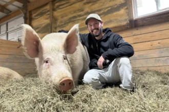 San Francisco startup Mission Barns creates real bacon from pig cells grown in lab cultivators using samples from Dawn, a pig living freely at an animal sanctuary.
