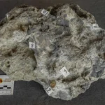 Nest of 150 million-year-old dinosaur eggs discovered on Portuguese cliff may contain embryo traces. Carnivorous dino laid them on riverbank in Late Jurassic period.