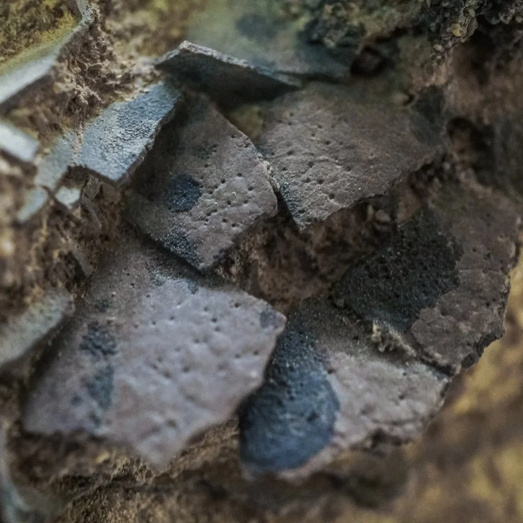 Nest of 150 million-year-old dinosaur eggs discovered on Portuguese cliff may contain embryo traces. Carnivorous dino laid them on riverbank in Late Jurassic period.