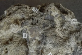 Nest of 150 million-year-old dinosaur eggs discovered on Portuguese cliff may contain embryo traces. Carnivorous dino laid them on riverbank in Late Jurassic period.