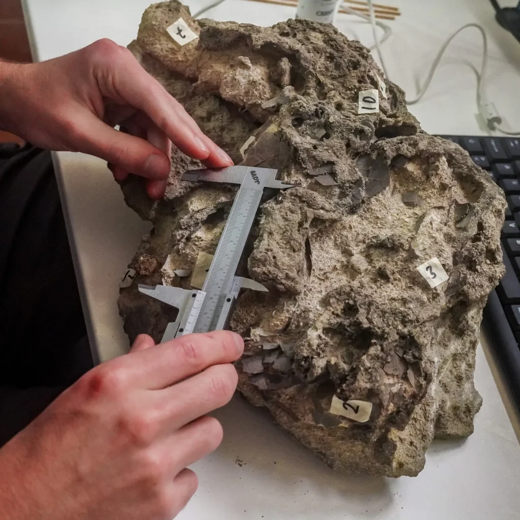 Nest of 150 million-year-old dinosaur eggs discovered on Portuguese cliff may contain embryo traces. Carnivorous dino laid them on riverbank in Late Jurassic period.