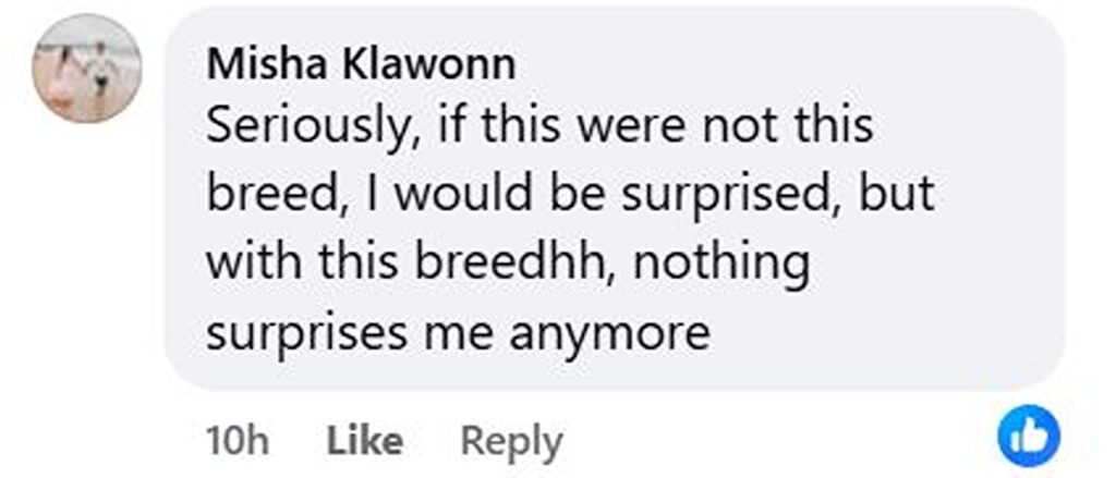 A passer-by did a double take after mistaking a towering pub roof “statue” for art, only to realise it was a real Alaskan Malamute calmly watching the street below