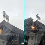 A passer-by did a double take after mistaking a towering pub roof “statue” for art, only to realise it was a real Alaskan Malamute calmly watching the street below