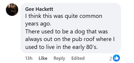 A passer-by did a double take after mistaking a towering pub roof “statue” for art, only to realise it was a real Alaskan Malamute calmly watching the street below