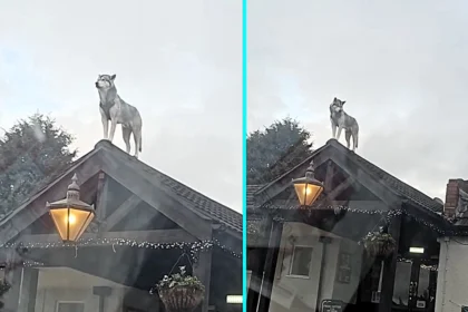 A passer-by did a double take after mistaking a towering pub roof “statue” for art, only to realise it was a real Alaskan Malamute calmly watching the street below