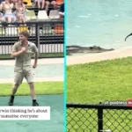 Robert Irwin pleads with alligator Murray not to eat Ibis birds landing near enclosure at family zoo. Crowd on edge as Olympic mascot birds approach danger.