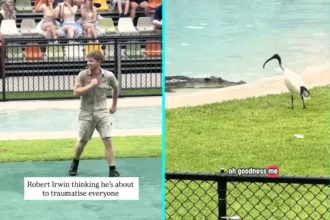 Robert Irwin pleads with alligator Murray not to eat Ibis birds landing near enclosure at family zoo. Crowd on edge as Olympic mascot birds approach danger.