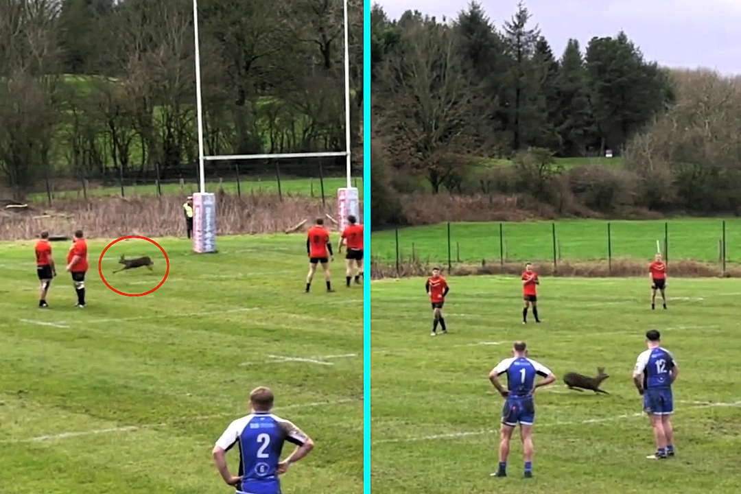 Rugby match stopped as speedy deer runs onto field slaloming through bemused players in Rochdale. Roe deer invaded Challenge Cup first round match. Home team lost 12-18.