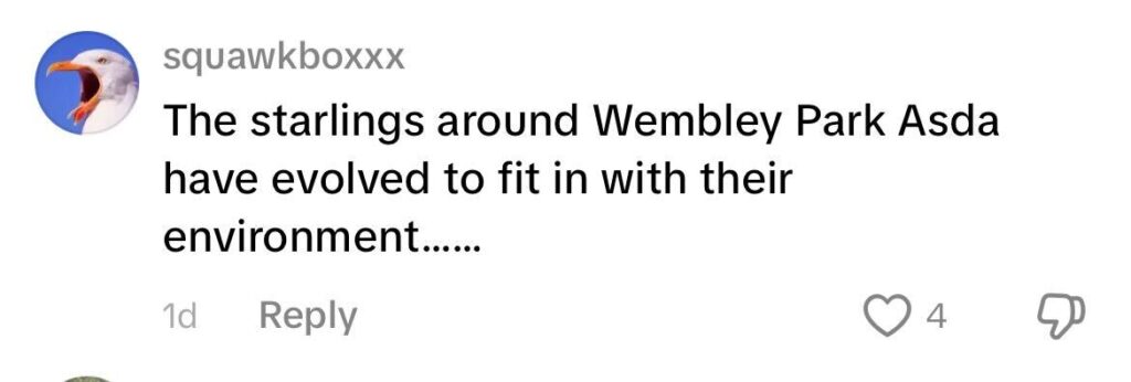 Social media comment on the post of Shoppers stunned as cheeky starling caught pinching blueberries at ASDA Wembley, pecking through packaging. Hassan Pervez filmed the winged thief helping itself to fruit.