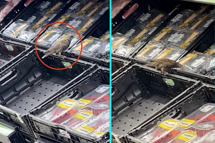 Shoppers stunned as cheeky starling caught pinching blueberries at ASDA Wembley, pecking through packaging. Hassan Pervez filmed the winged thief helping itself to fruit.