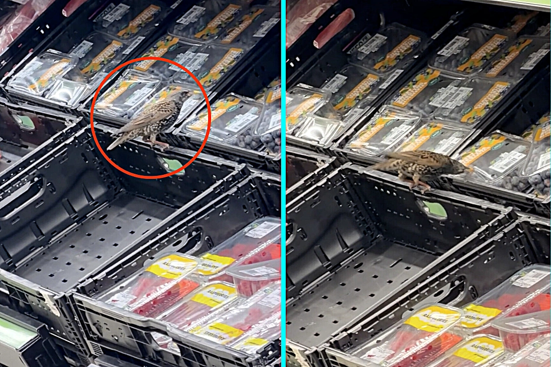 Shoppers stunned as cheeky starling caught pinching blueberries at ASDA Wembley, pecking through packaging. Hassan Pervez filmed the winged thief helping itself to fruit.