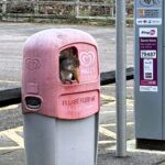 Sweet-toothed squirrel spotted chilling with Cornetto ice cream from bin at Riverside Country Park, Gillingham, Kent. The grey squirrel grasped the treat in its tiny paws.
