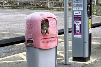 Sweet-toothed squirrel spotted chilling with Cornetto ice cream from bin at Riverside Country Park, Gillingham, Kent. The grey squirrel grasped the treat in its tiny paws.