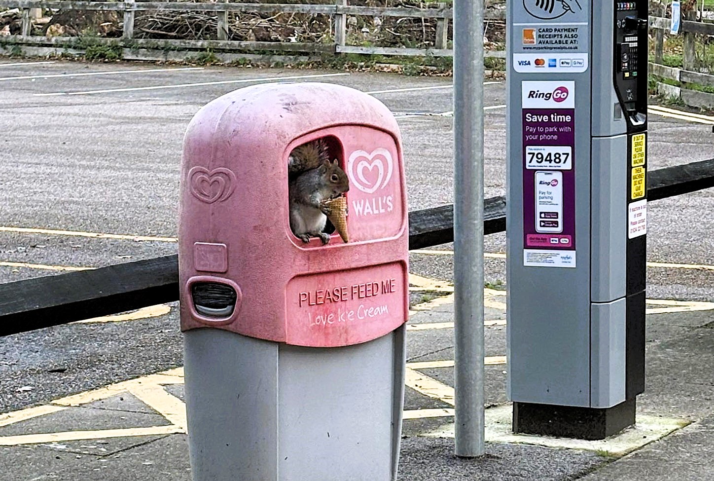 Sweet-toothed squirrel spotted chilling with Cornetto ice cream from bin at Riverside Country Park, Gillingham, Kent. The grey squirrel grasped the treat in its tiny paws.