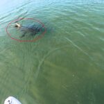 Paddleboarder Jared Harju captures thrilling encounter with hammerhead shark swimming toward his board in Miami. He stayed calm as it passed beneath him for an hour.