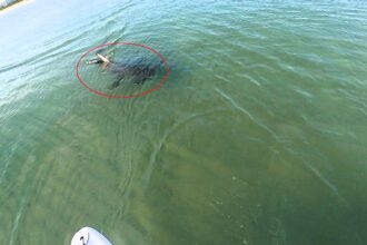 Paddleboarder Jared Harju captures thrilling encounter with hammerhead shark swimming toward his board in Miami. He stayed calm as it passed beneath him for an hour.