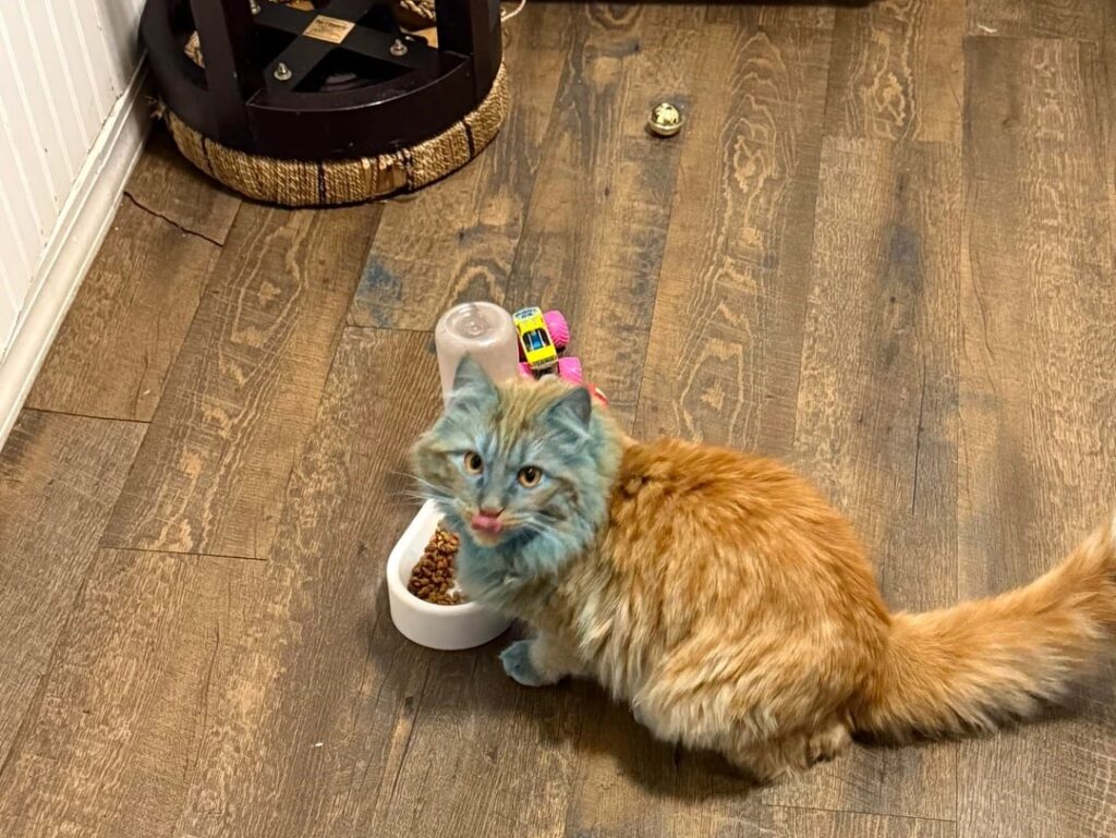 Toddler accidentally turned orange cat blue with chalk paint roller in morning chaos, leaving desperate parent seeking Reddit advice after baths and brushing failed to restore original colour.